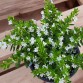 Cuphea Hyssopifolia "White" - во саксија Ø12